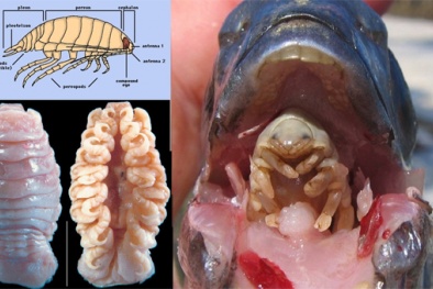 Phát hoảng với loài “quái vật” ăn lưỡi